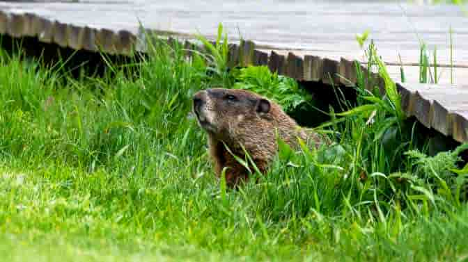 do woodchucks kill chickens