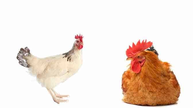Sussex chicken vs Rhode Island Red