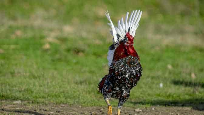 why do roosters flap their wings