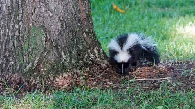 will skunks kill chickens