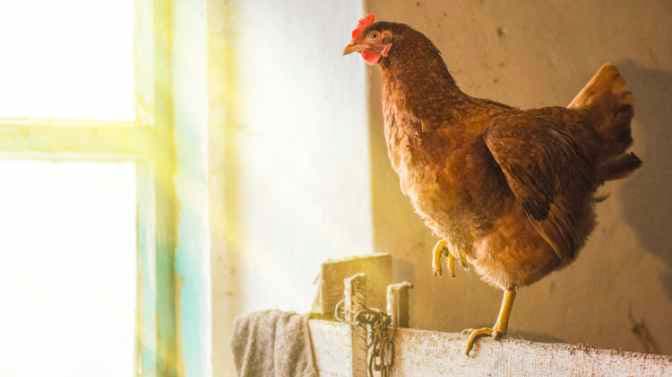 do chickens need a heat lamp in the winter