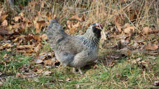 are Ameraucana chickens good to eat