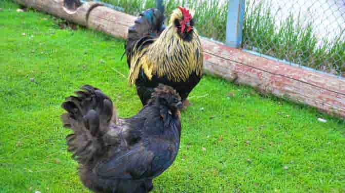 are Ameraucana roosters loud