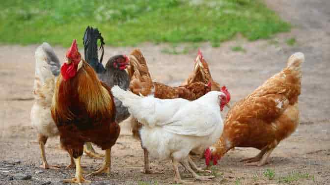 rooster vs. hen vs. chicken
