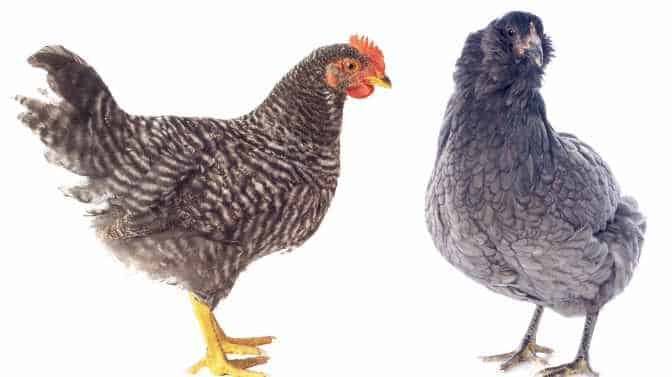 Barred Rock Vs. Ameraucana