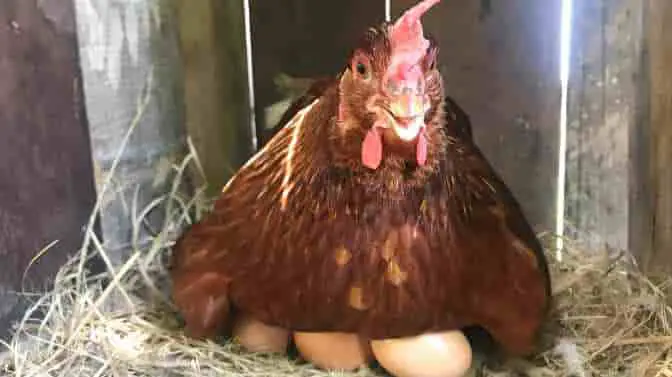 Do Thunderstorms Affect Chicken Eggs
