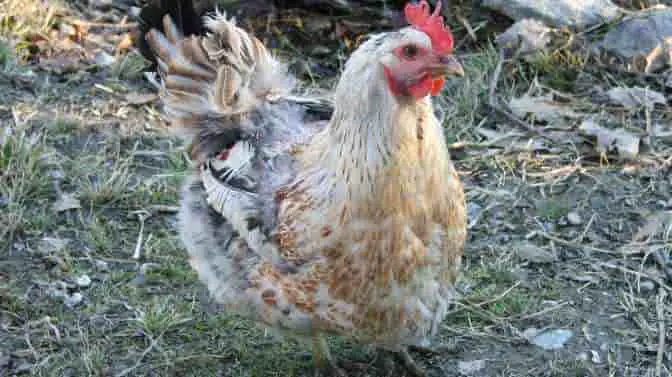 are Ameraucana roosters aggressive