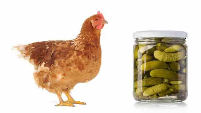can chickens eat pickles