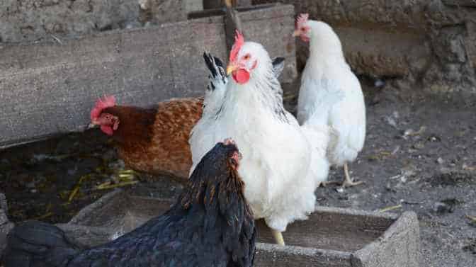 electrolytes for chickens