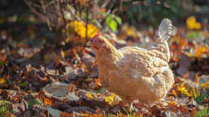 what is a wheaten chicken