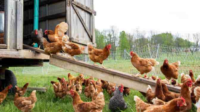 animals that steal chicken eggs