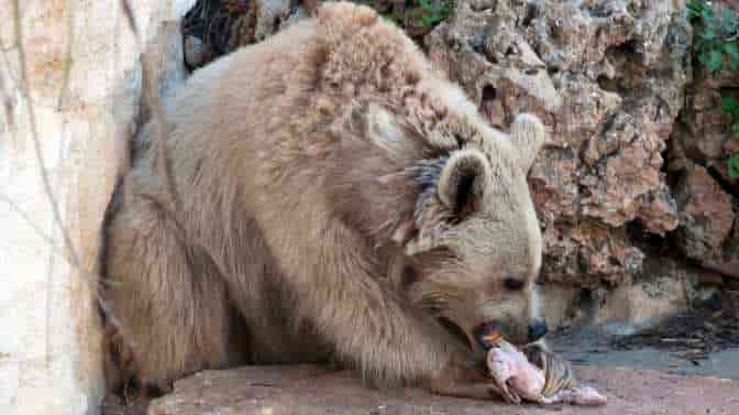 bear eating a chicken