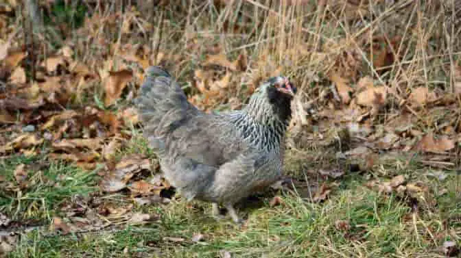 how often do Amerauacana chickens lay eggs