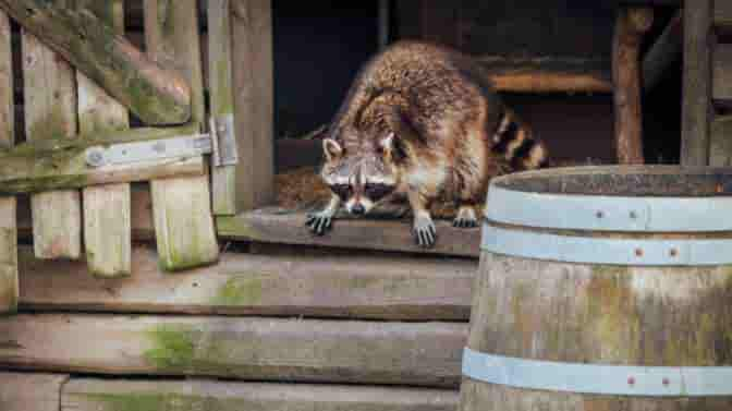 raccoons eat chickens