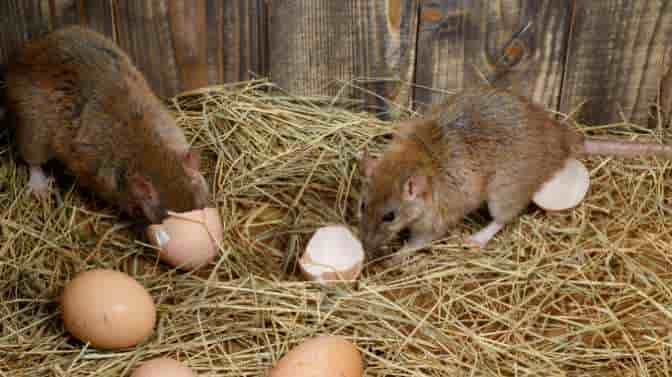 rats steal chicken eggs