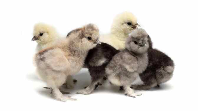 are Silkie chickens good for beginners