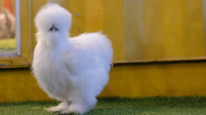 can you brush silkie chickens