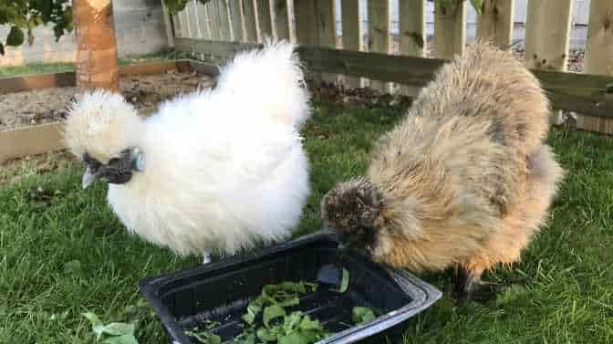 do Silkies make good pets