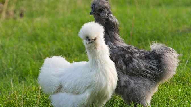 do silkie chickens like to be held