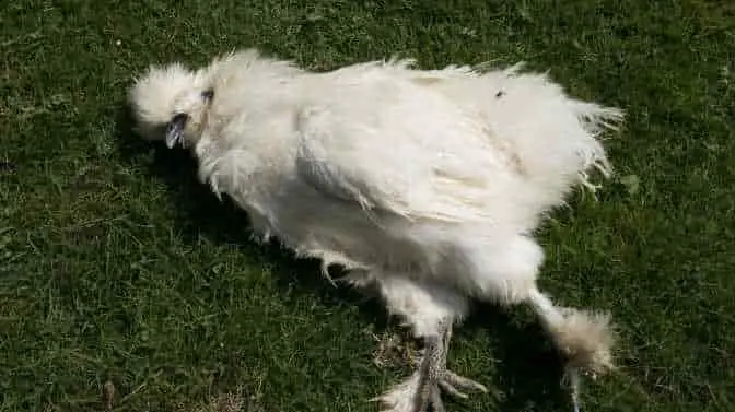 why are my Silkie chickens dying