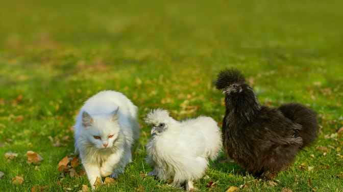 will cats attack silkie chickens