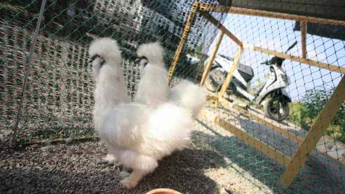 Best Bedding Materials For Silkie Chickens