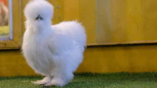 do Silkie Chickens have eyes