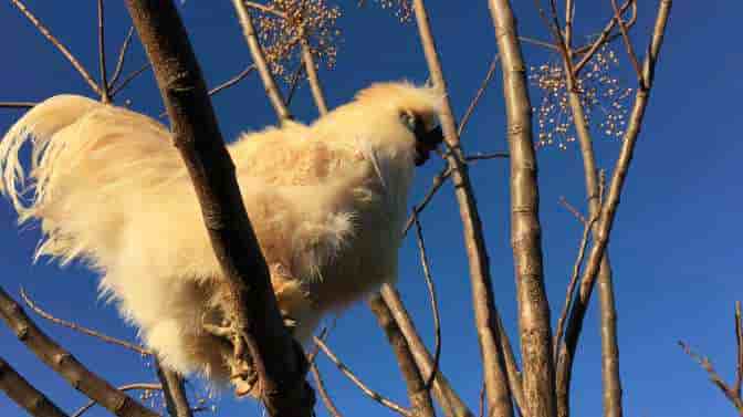 do silkie chickens fly