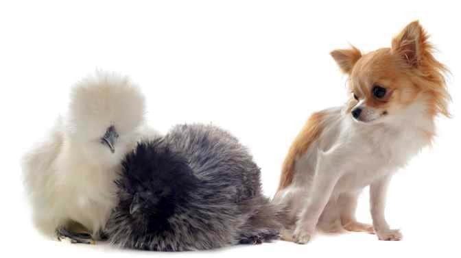 do silkie chickens get along with dogs