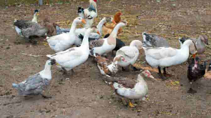 best duck breeds to raise with Silkie chickens